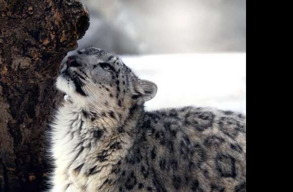 Majestic Snow Leopard