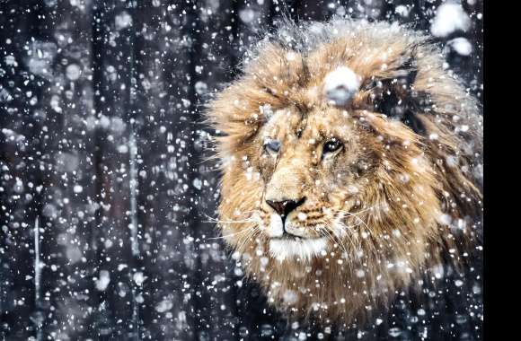 Majestic Snow Lion -