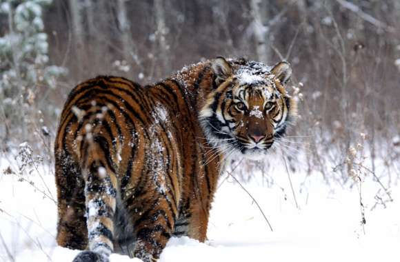 Majestic Snow Tiger