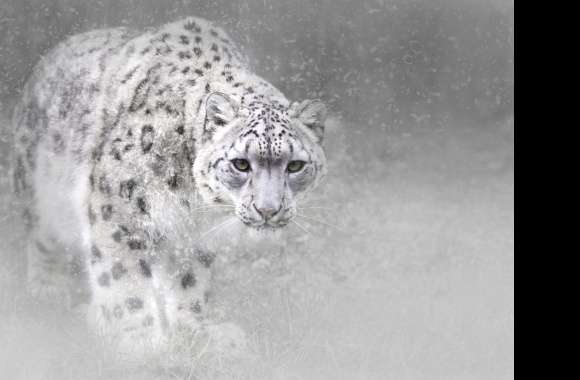 Majestic Snowfall Snow Leopard