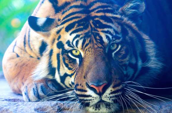 Majestic Tiger Close-up - wallpapers hd quality