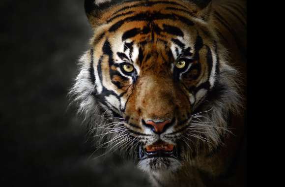 Majestic Tiger Face -