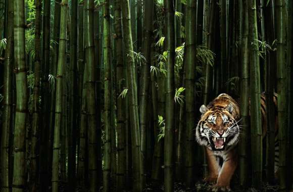 Majestic Tiger in the Bamboo Forest - wallpapers hd quality