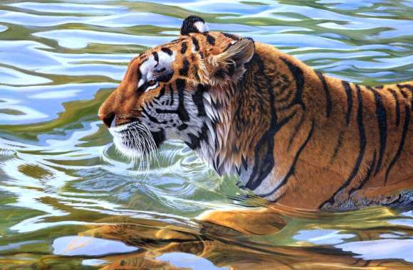 Majestic Tiger in Water -