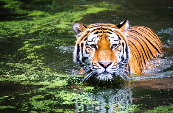 Majestic Tiger Reflection