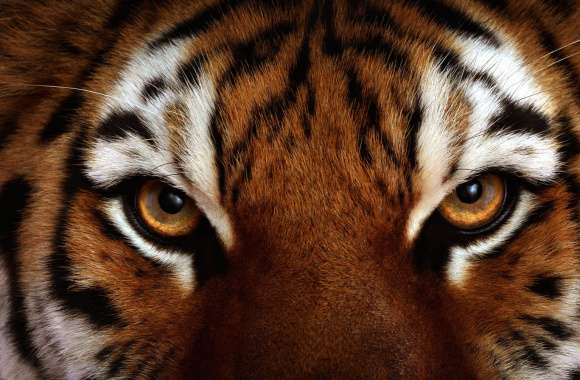 Majestic Tiger Stare -