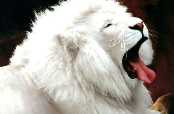 Majestic White Lion