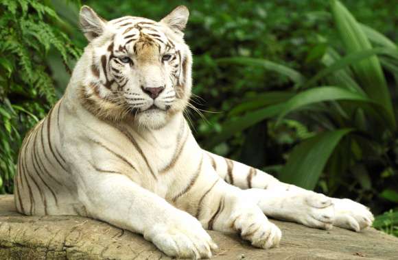 Majestic White Tiger wallpapers hd quality