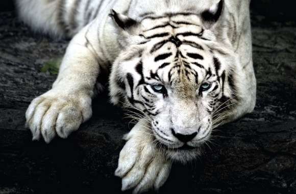 Majestic White Tiger - wallpapers hd quality