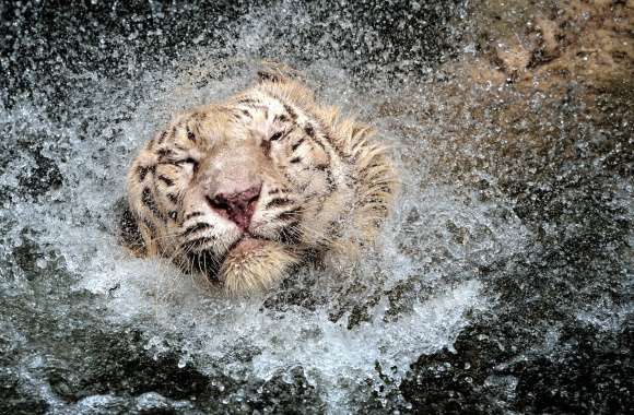 Majestic White Tiger Splash - wallpapers hd quality