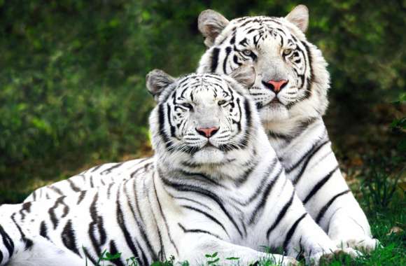 Majestic White Tigers