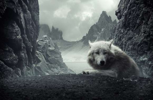 Majestic White Wolf in Mountain -