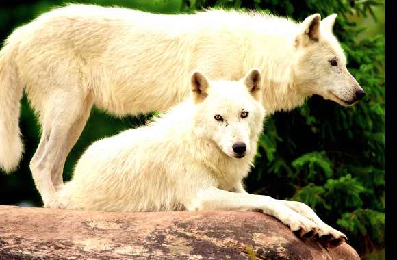 Majestic White Wolves