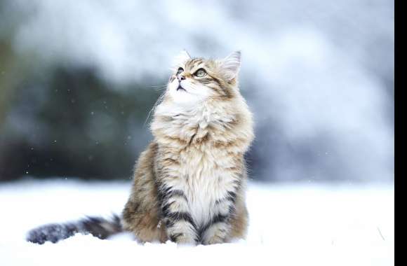 Majestic Winter Cat