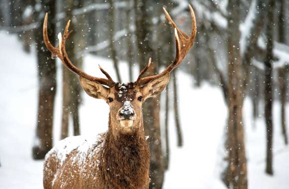 Majestic Winter Deer -