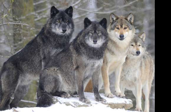 Majestic Winter Gray Wolves