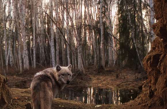 Majestic Wolf in Birch Forest -