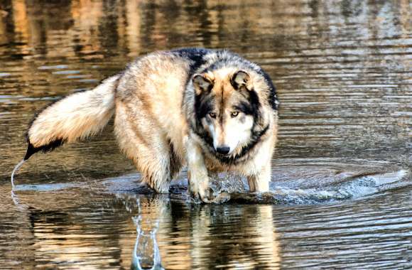 Majestic Wolf in Nature -