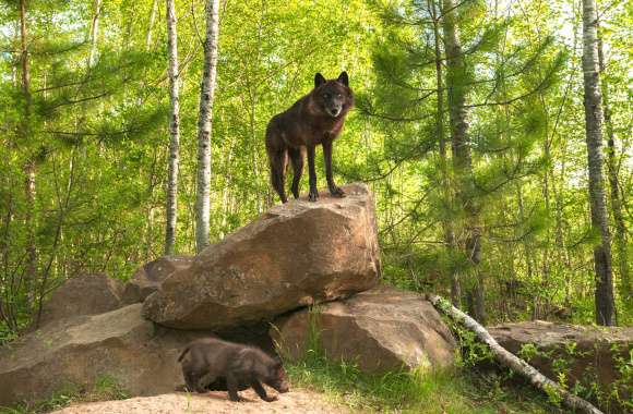 Majestic Wolves A Stunning