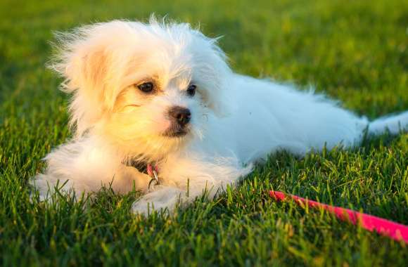 Maltese Pup in wallpapers hd quality