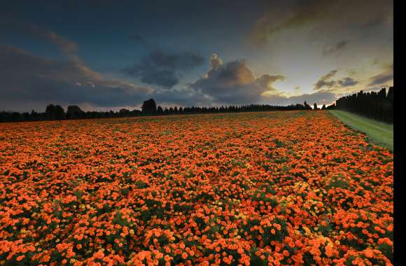 Marigold Path