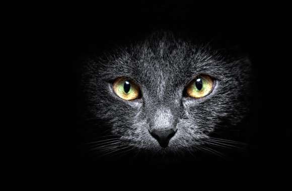 Mesmerizing Black Cat wallpapers hd quality