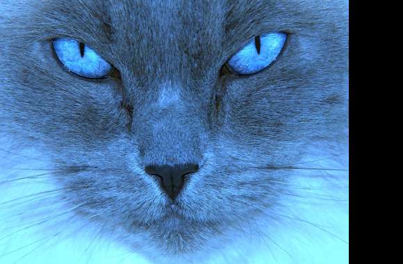 Mesmerizing Blue-Eyed Cat -