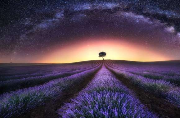 Milky Way Starry Sky Night Sky Lonely Tree Tree Landscape Field Nature Purple Flower Flower Lavender wallpapers hd quality