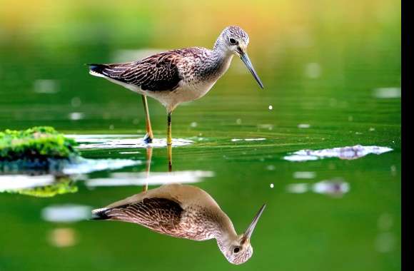 Mirrored Sandpiper - HD Water Reflection Wallpaper wallpapers hd quality