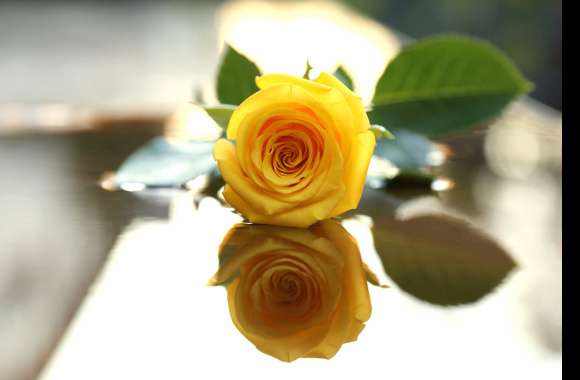 Mirrored Yellow Rose