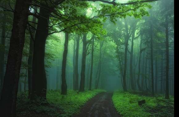 Misty Green Forest Path -