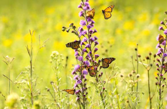 Monarch Butterfly Animal Butterfly