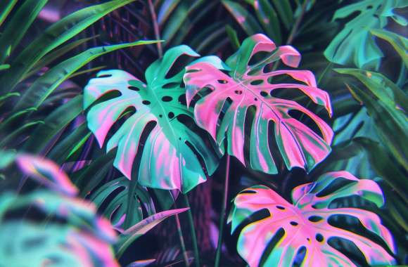 Monstera Magic 4K - & Enjoy Free!