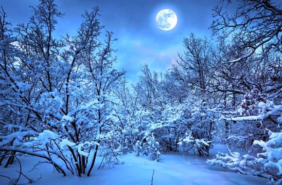 Moonlit Winter Forest -