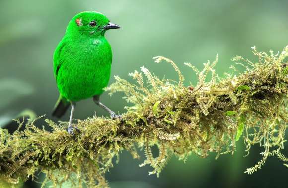 Mossy Perch Tanager