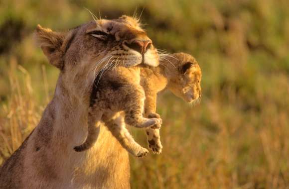 Mother Lion with Cub - wallpapers hd quality