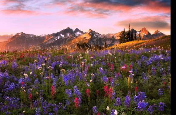 Mountain Flower Nature Landscape wallpapers hd quality