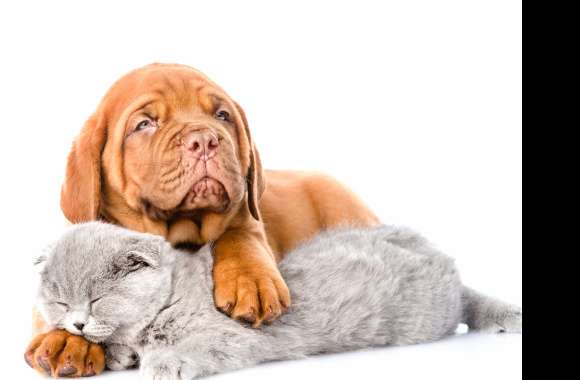 Muzzle Sleeping Cat Dog Dogue De Bordeaux Animal Cat & Dog wallpapers hd quality