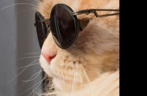 Muzzle Sunglasses Close-up Animal Cat