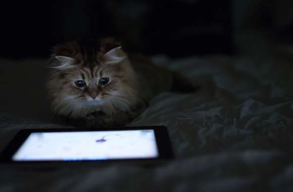 Mystic Feline wallpapers hd quality