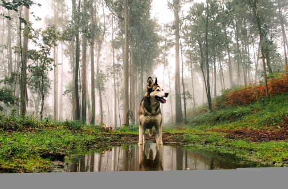 Mystic Husky in Foggy Forest