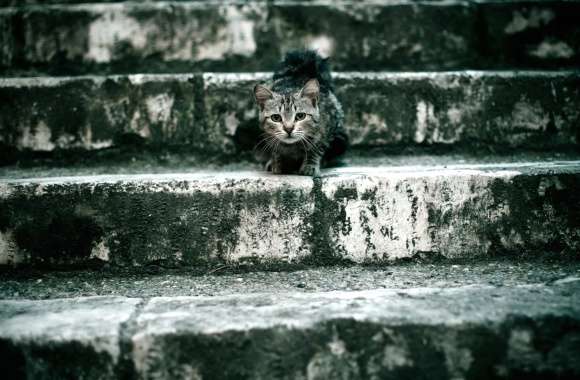 Mystic Stairway Cat -