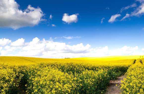 Nature Cloud Field Flower Rapeseed wallpapers hd quality