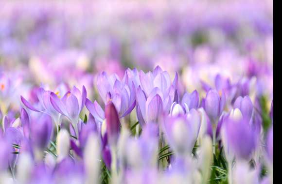 Nature Crocus wallpapers hd quality