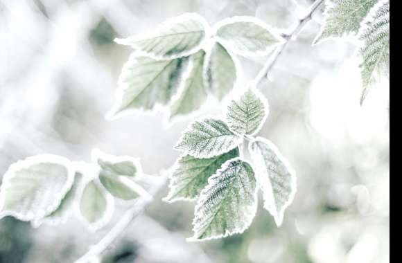 Nature Frost Leaf