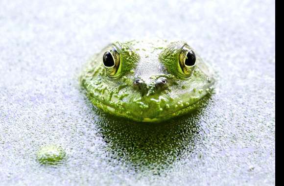 Nature Green Water Animal Frog