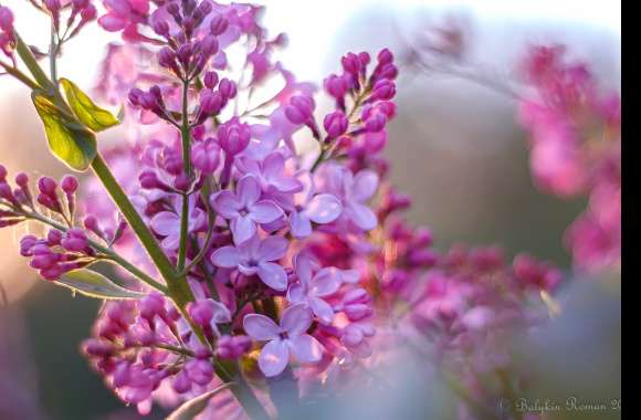 Nature Lilac