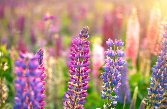 Nature Lupine wallpapers hd quality