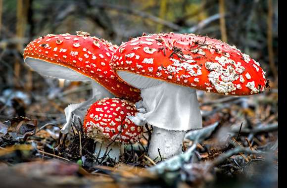 Nature Mushroom