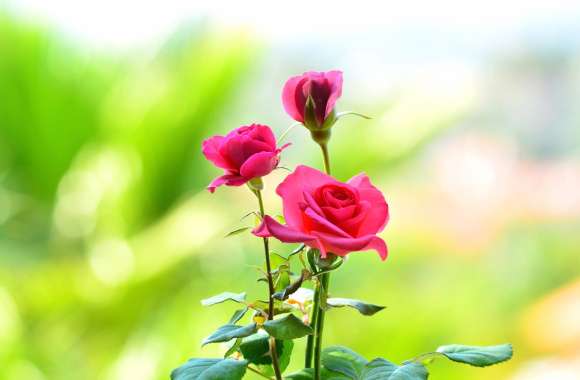 Nature Pink Flower Flower Rose